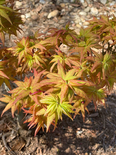 Acer palmatum 'Japanese Princess' - mapleridgenursery